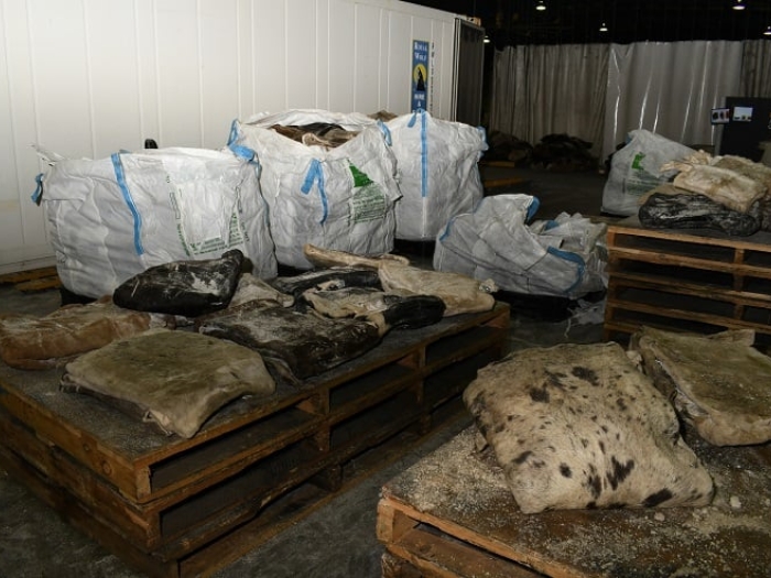 755kg_of_meth_in_cow_hides