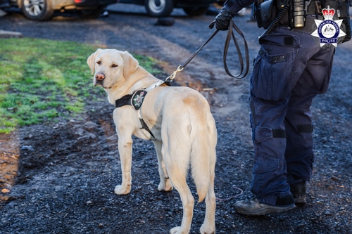 AFP K9 at Castlereagh property